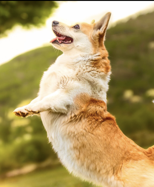 Fondations promo 6 63 Corgi photographe canin